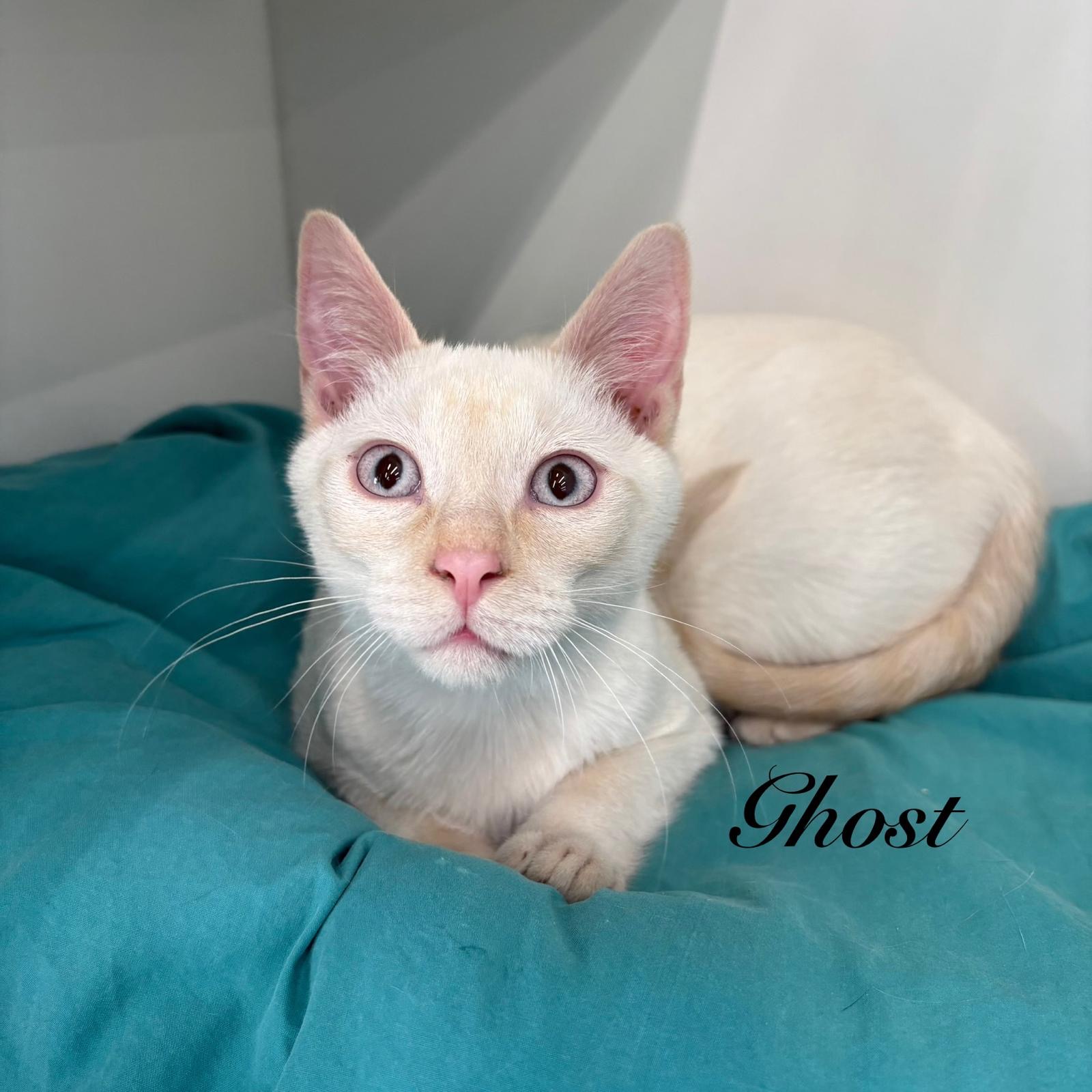 Ghost