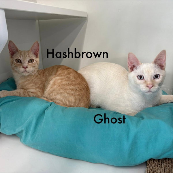 Ghost