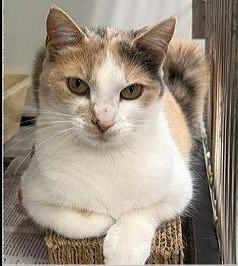 Roxy, an adoptable Domestic Short Hair in Spring Lake, NJ