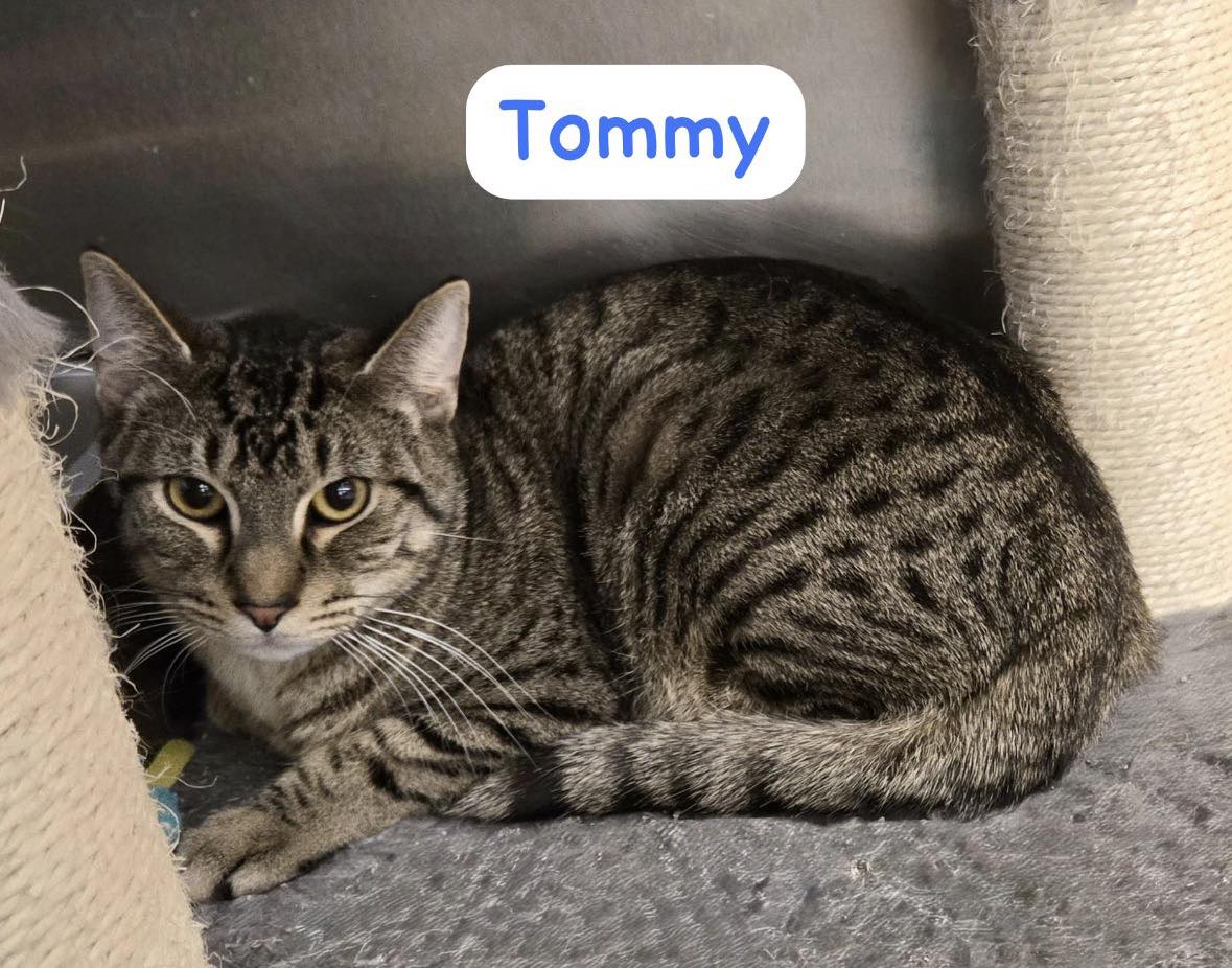 Tommy