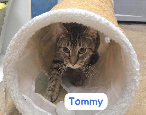Tommy