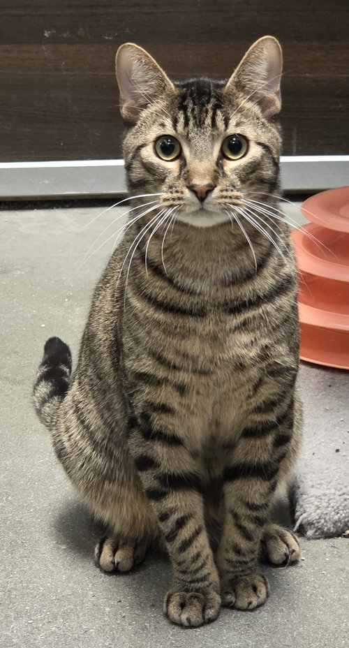 Kane, an adoptable Domestic Short Hair in Spring Lake, NJ