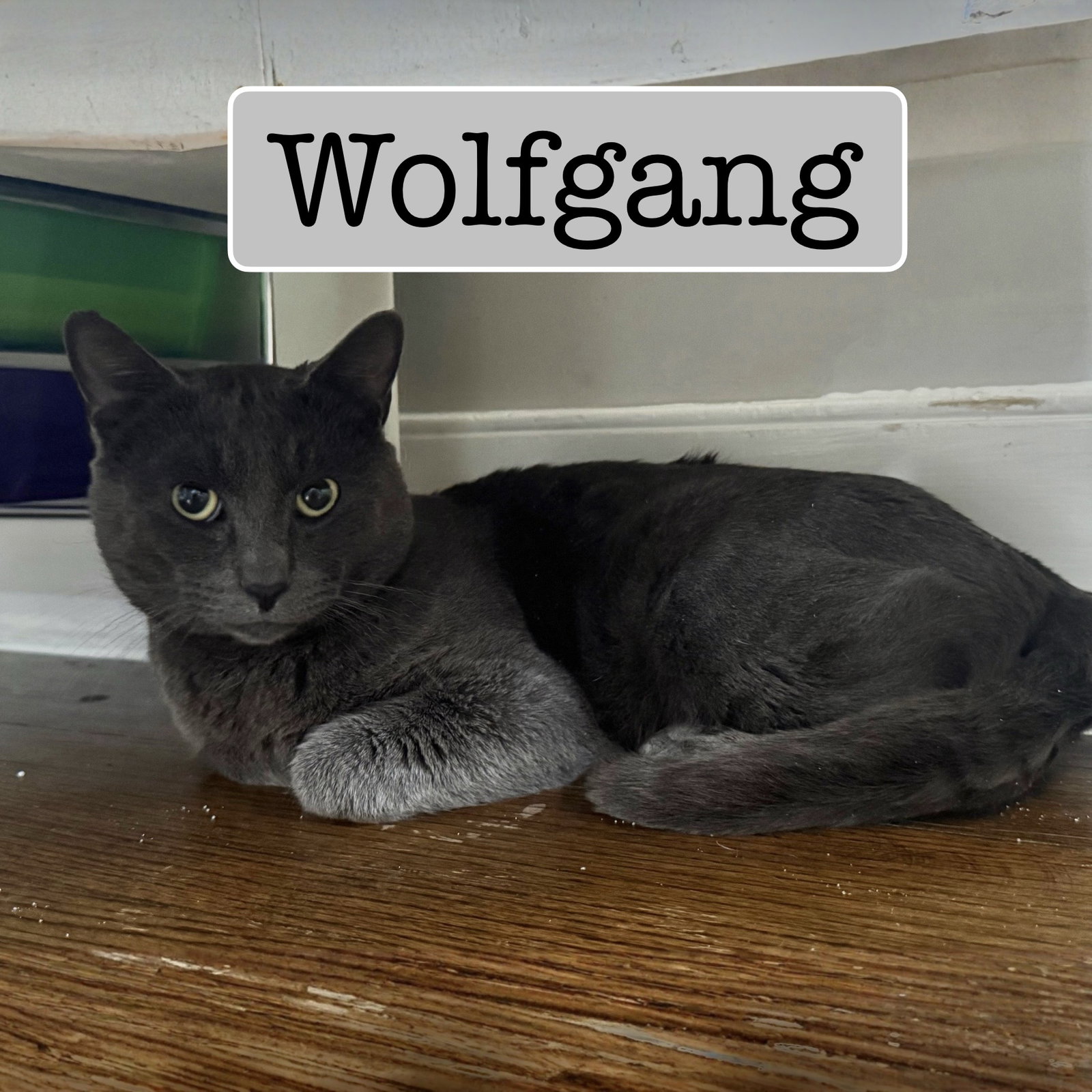 Wolfgang Image