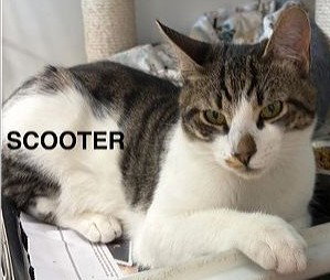 picture of the cat needing adoption