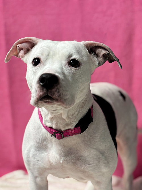 picture of the dog needing adoption