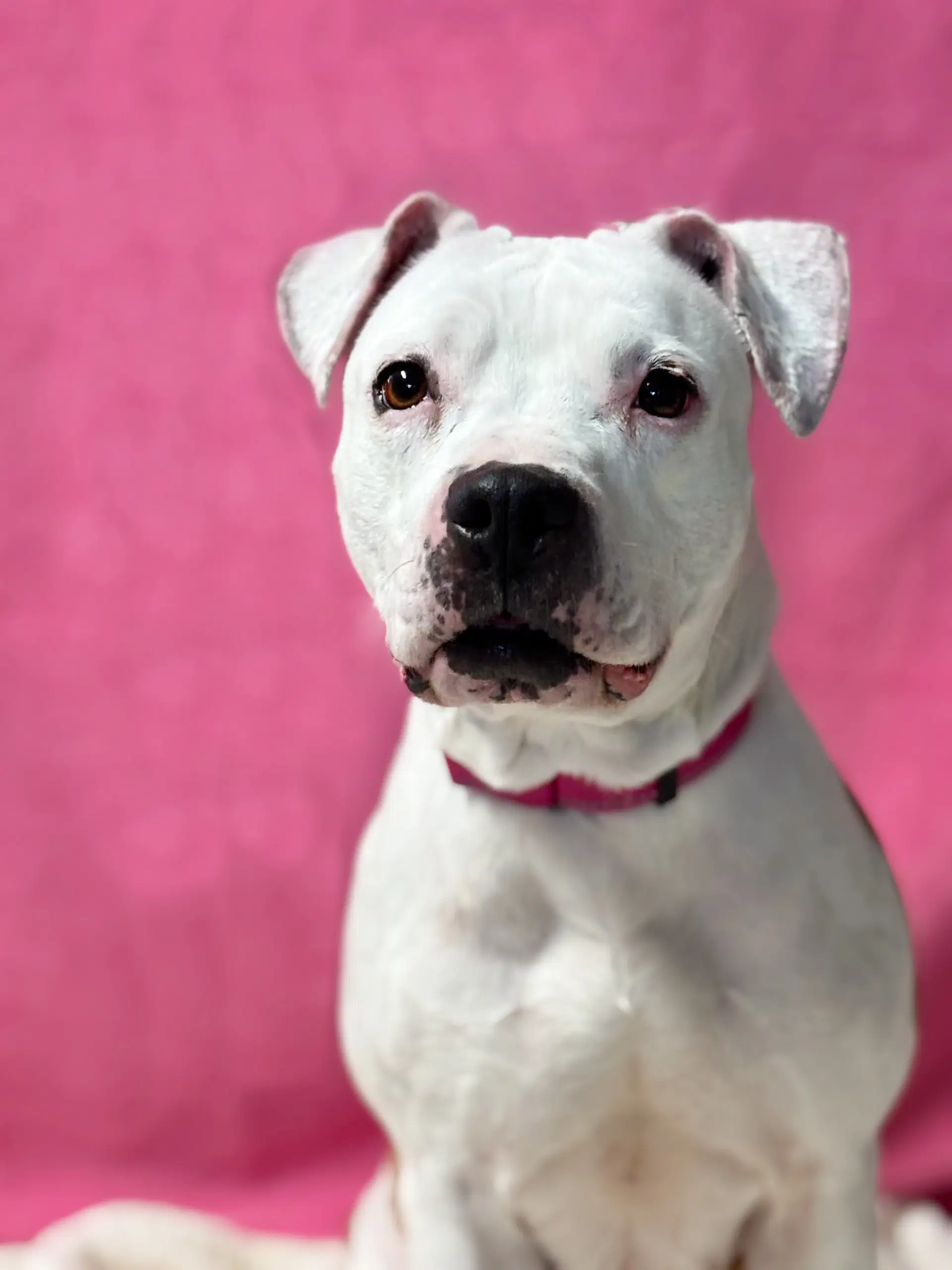 Angel - American Pit Bull Terrier