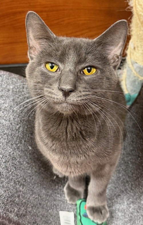 Pierce, an adoptable Domestic Short Hair in Spring Lake, NJ