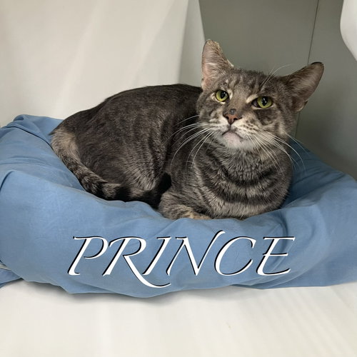 Prince, an adoptable Domestic Short Hair in Spring Lake, NJ