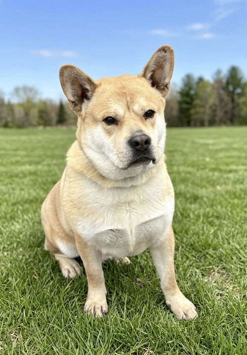 Milo, an adoptable Chow Chow in Spring Lake, NJ