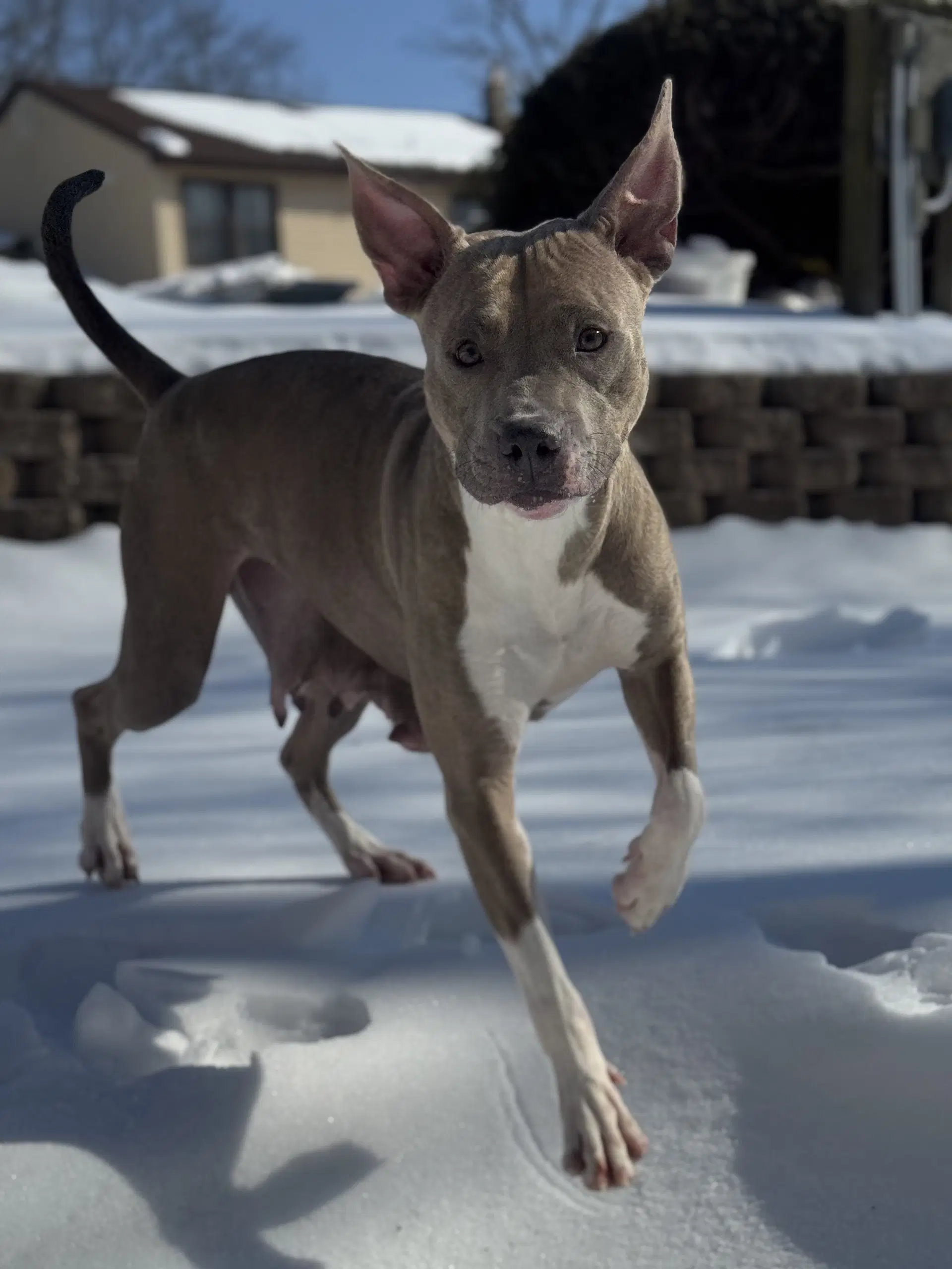 Josie image 4