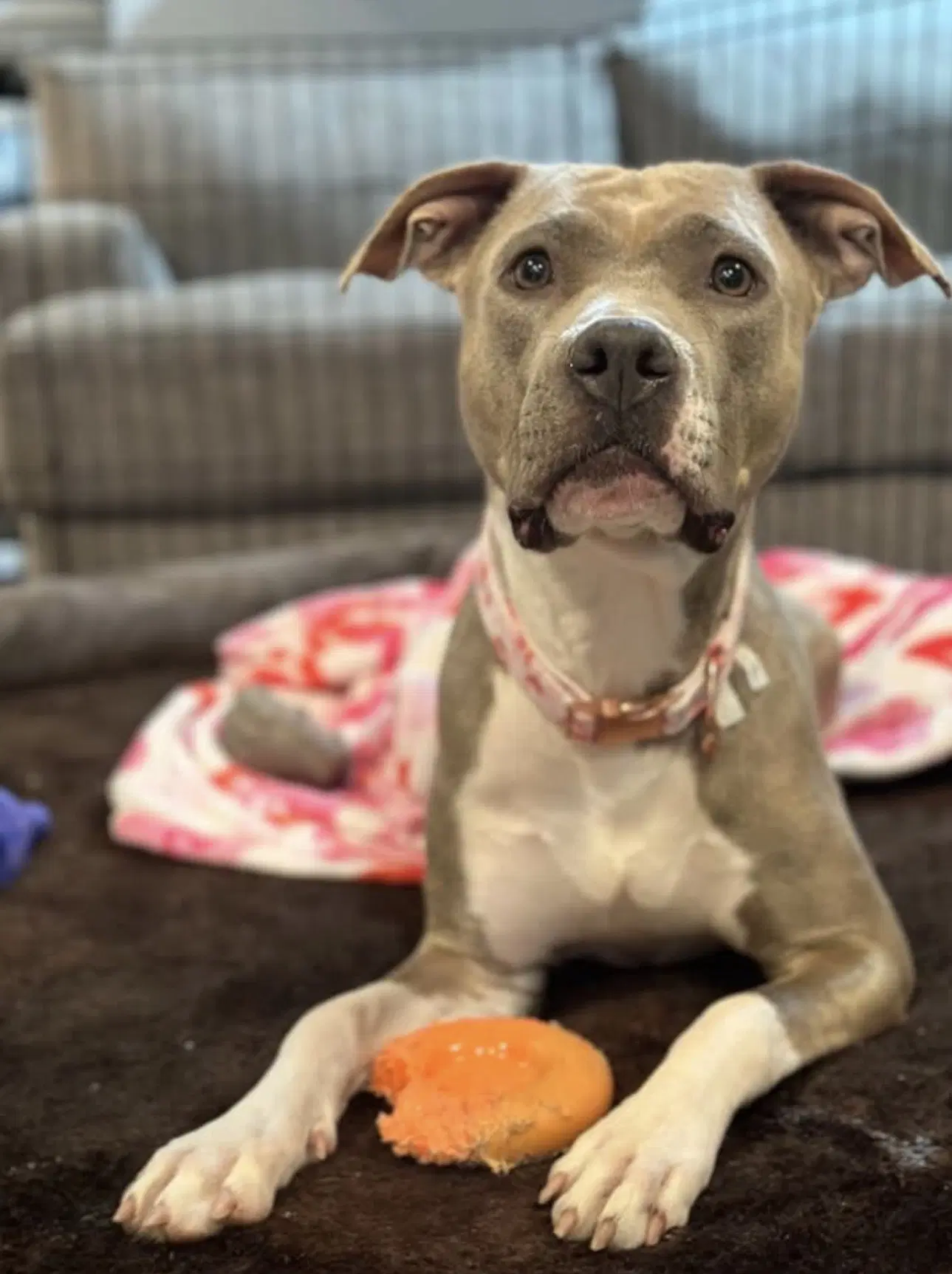 Josie - American Pit Bull Terrier