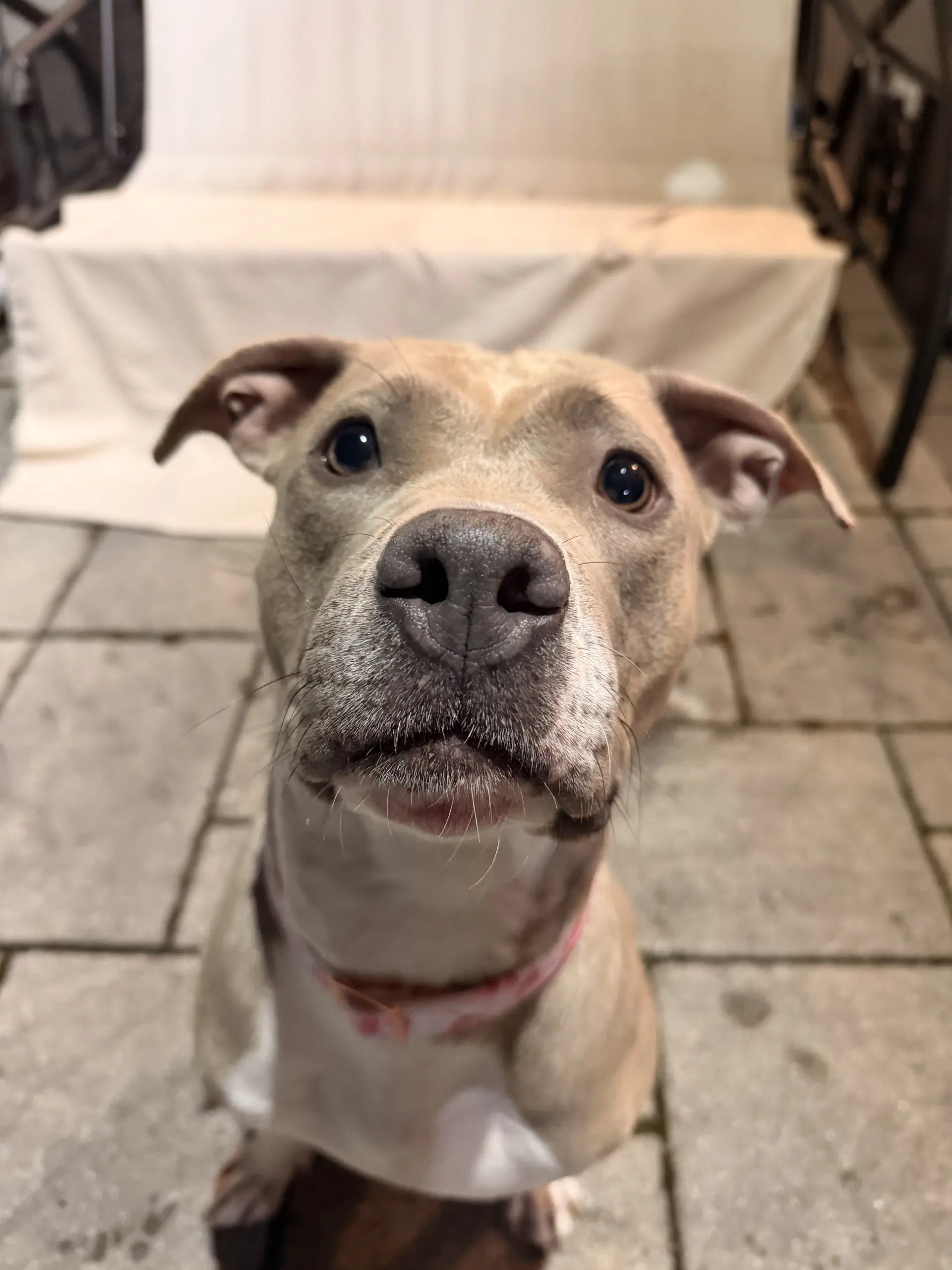 Josie image 2