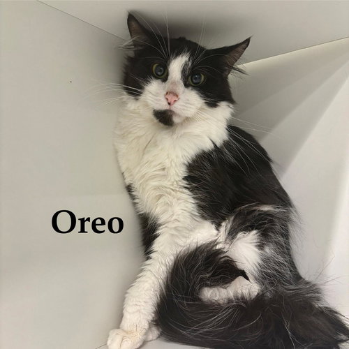 Oreo, an adoptable Domestic Short Hair in Spring Lake, NJ