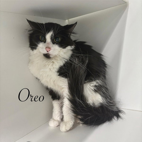 Oreo