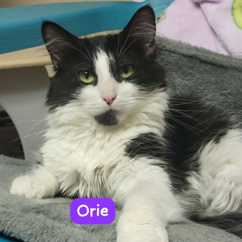 Orie, an adoptable Domestic Short Hair in Spring Lake, NJ