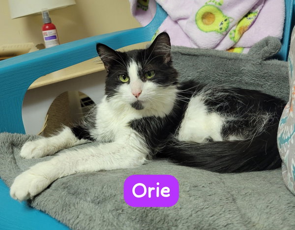 Orie