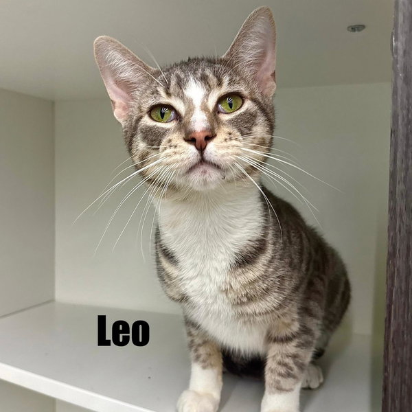 Leo