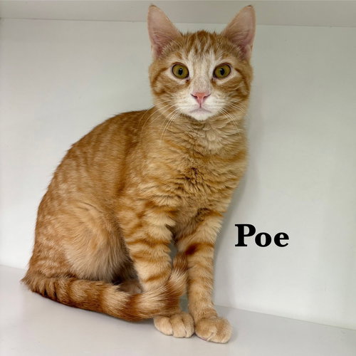 Poe, an adoptable Domestic Short Hair in Spring Lake, NJ