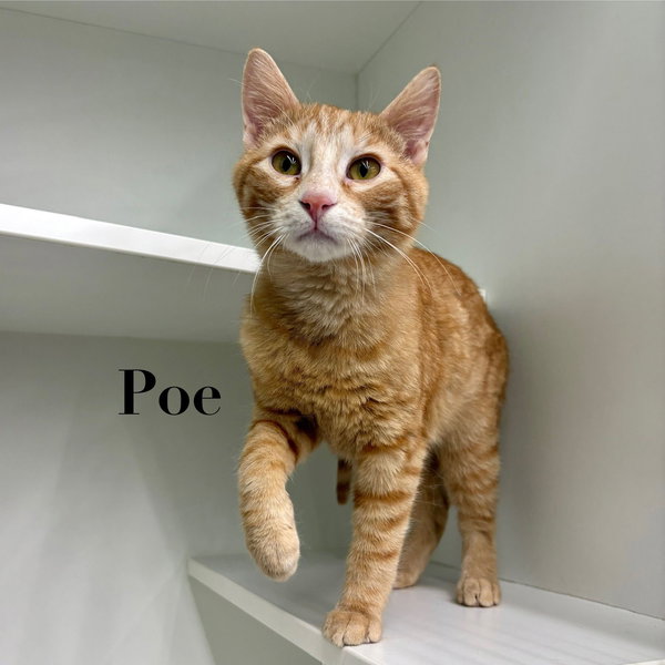 Poe