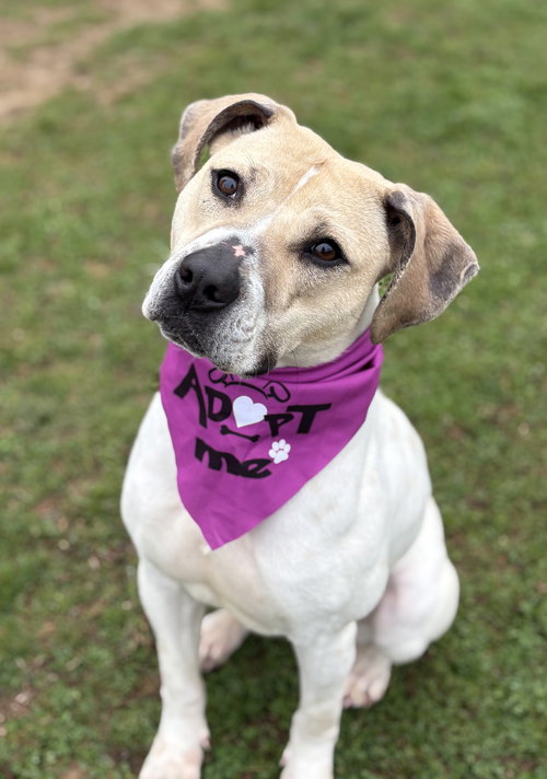Ophelia, an adoptable Unknown breed in Spring Lake, NJ