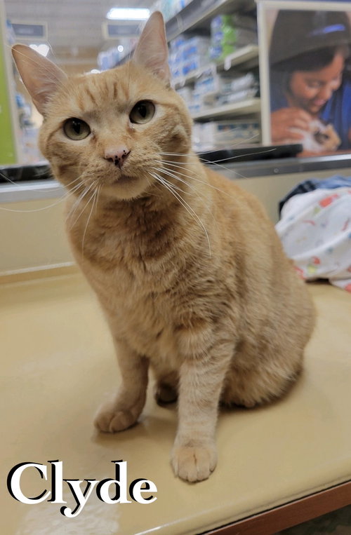 Clyde, an adoptable Domestic Short Hair in Spring Lake, NJ
