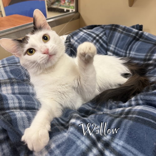 Willow, an adoptable Domestic Short Hair in Spring Lake, NJ