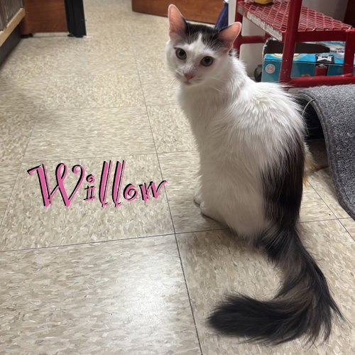 Willow, Adult Domestic Short Hair / Mixed (short coat), cat for adoption in Kearny, New Jersey