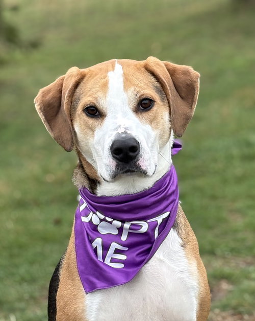 Hazel, an adoptable Coonhound in Spring Lake, NJ