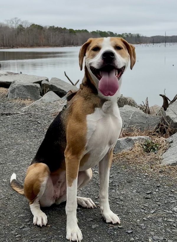 Hazel