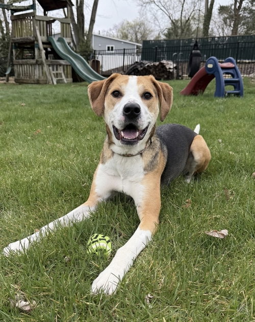 picture of the dog needing adoption
