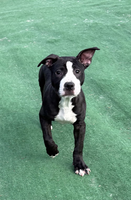 Holly, an adoptable American Staffordshire Terrier in Spring Lake, NJ