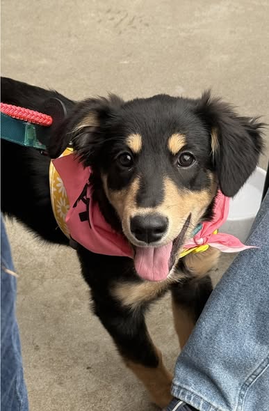 Sally, an adoptable Australian Shepherd in Spring Lake, NJ