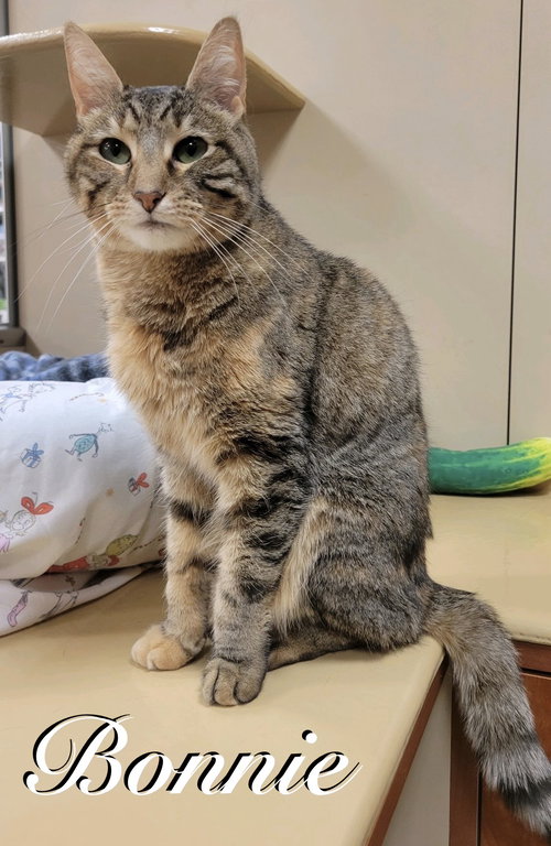 Bonnie, an adoptable Domestic Short Hair in Spring Lake, NJ