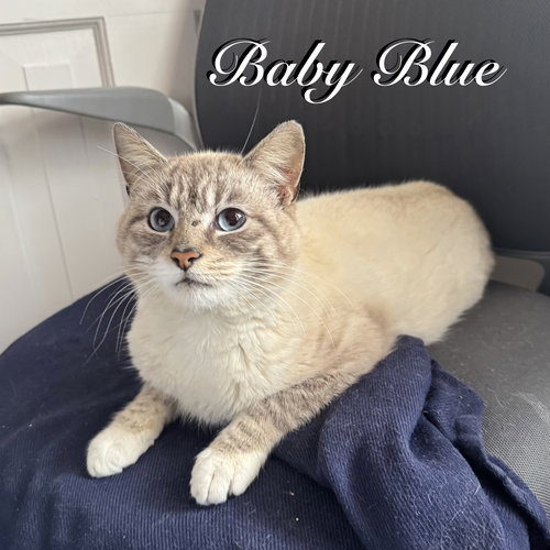 Baby Blue, an adoptable Domestic Short Hair in Spring Lake, NJ