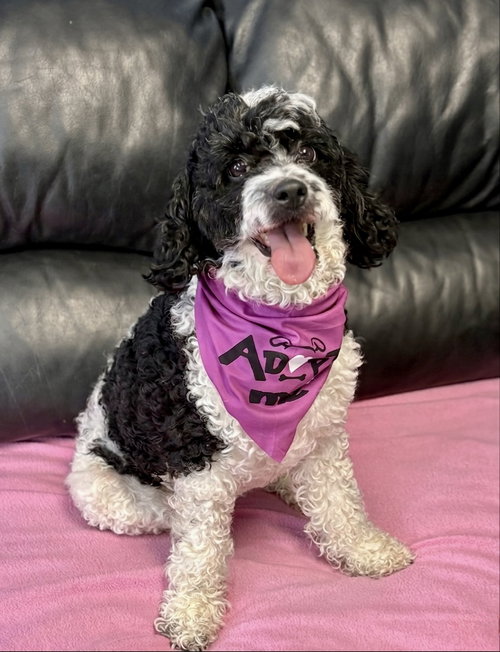 Macie, an adoptable Poodle in Spring Lake, NJ