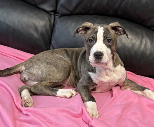 Noelle, an adoptable American Staffordshire Terrier in Spring Lake, NJ
