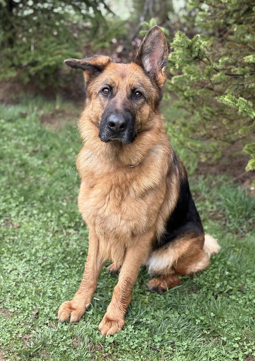Sierra, an adoptable German Shepherd Dog in Spring Lake, NJ