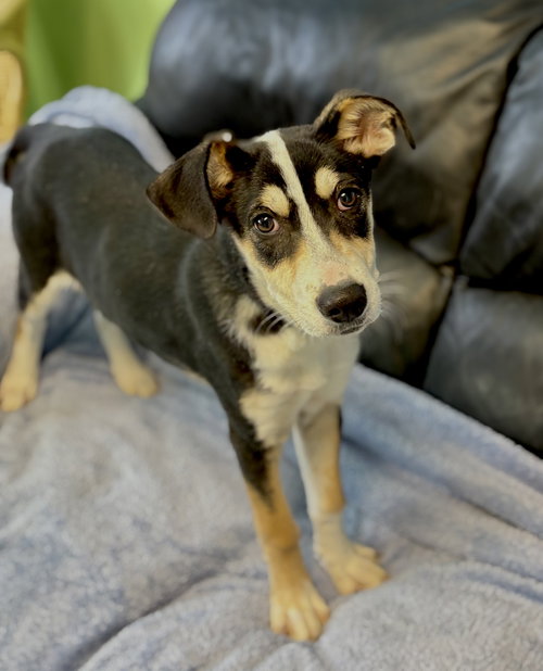 picture of the dog needing adoption