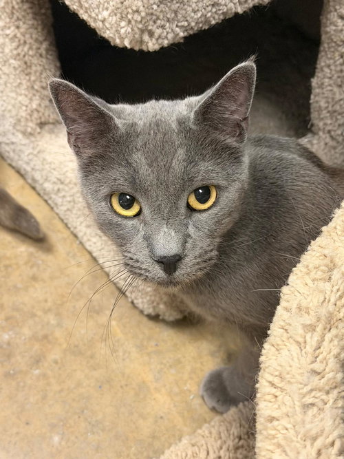 Alec, Adult Domestic Short Hair (short coat), cat for adoption in Kearny, New Jersey