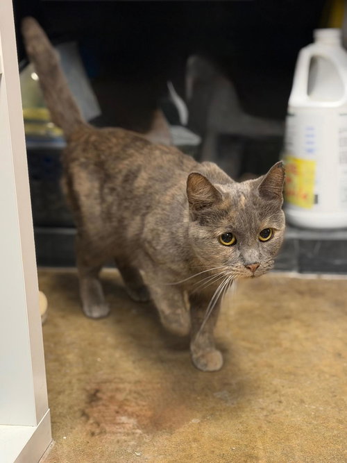 picture of the cat needing adoption