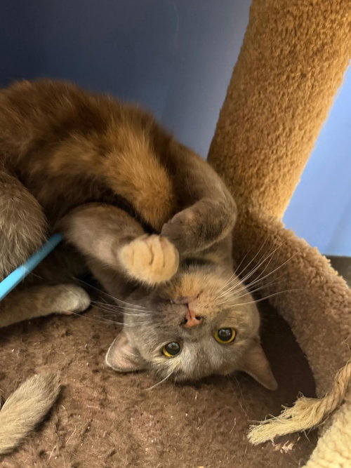 Ashley, Adult Domestic Short Hair (short coat), cat for adoption in Kearny, New Jersey