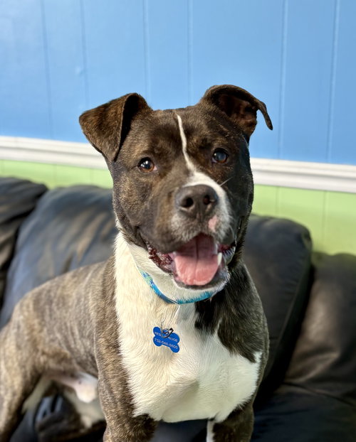 picture of the dog needing adoption