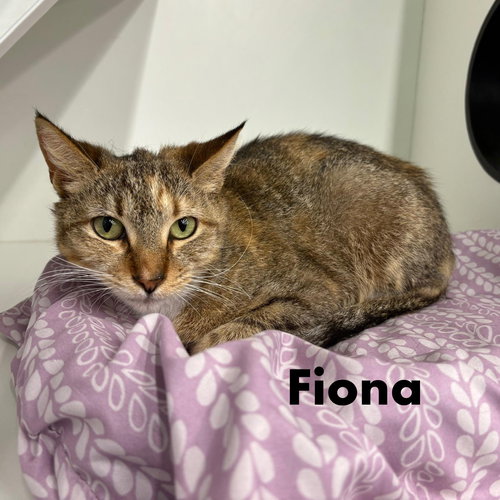 Fiona, Adult Domestic Short Hair / Mixed (short coat), cat for adoption in Kearny, New Jersey