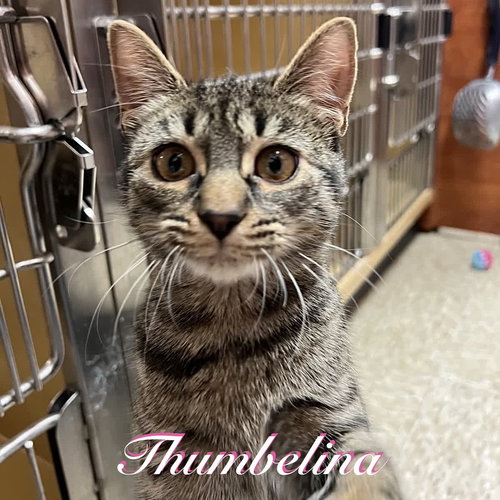 picture of the cat needing adoption