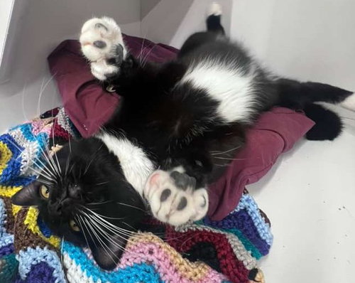 Whiskers, Adult Domestic Short Hair / Mixed (short coat), cat for adoption in New Brunswick, New Jersey