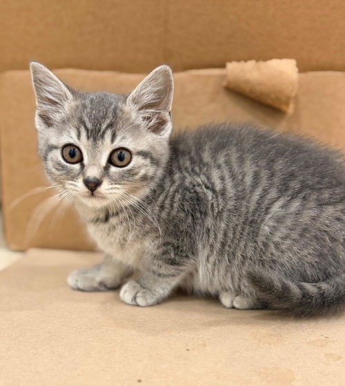 Daisy, Young Domestic Short Hair / Mixed (short coat), cat for adoption in Kearny, New Jersey