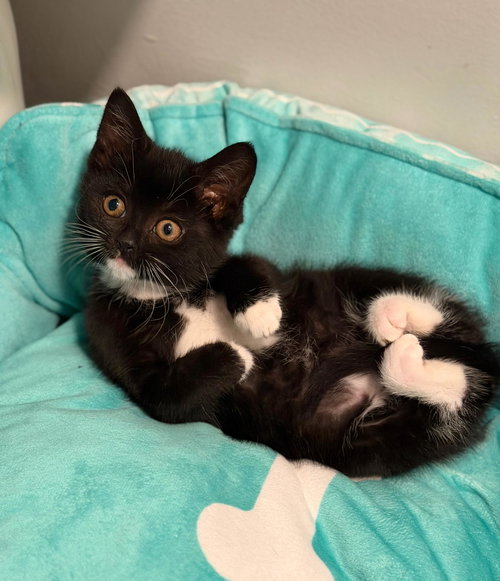 Poppy, Young Domestic Short Hair / Mixed (short coat), cat for adoption in Kearny, New Jersey