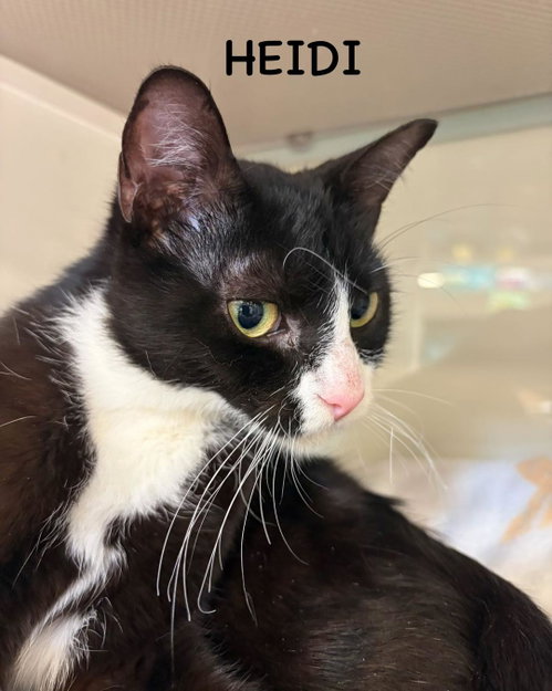 Heidi, Adult Domestic Short Hair / Mixed (short coat), cat for adoption in New Brunswick, New Jersey