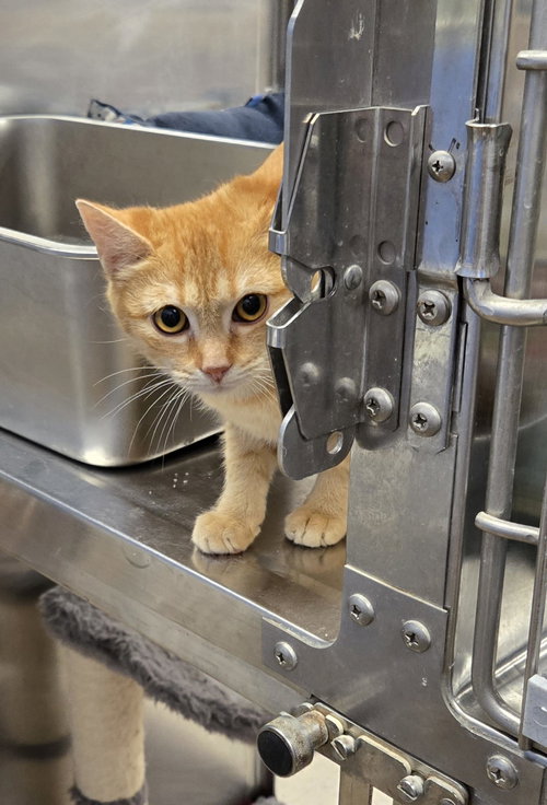 picture of the cat needing adoption