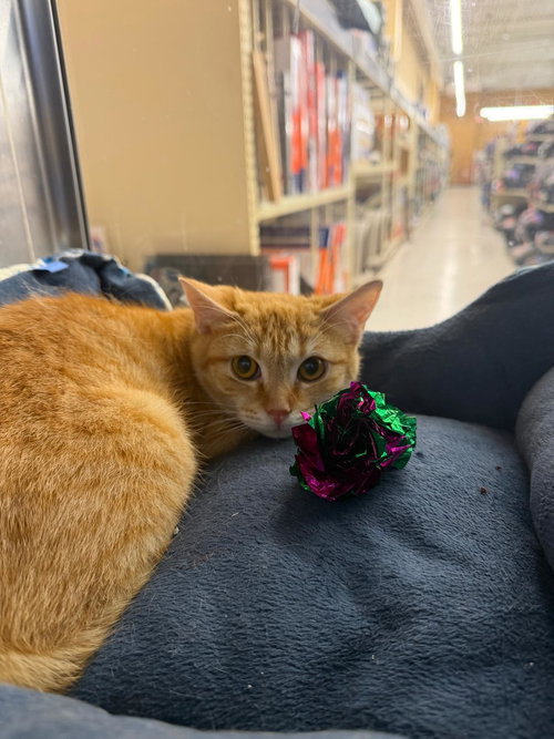 Nemo, Baby Domestic Short Hair (short coat), cat for adoption in Kearny, New Jersey
